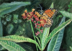 Monarch On Red Flowers Greeting Card