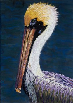 Pelican 11" x 17" Pastel Print