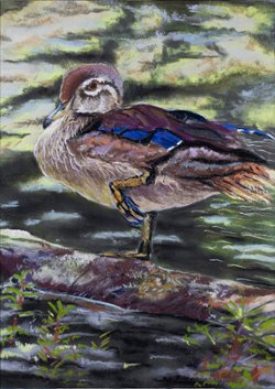 Duck In Water 11" x 17" Pastel Printt