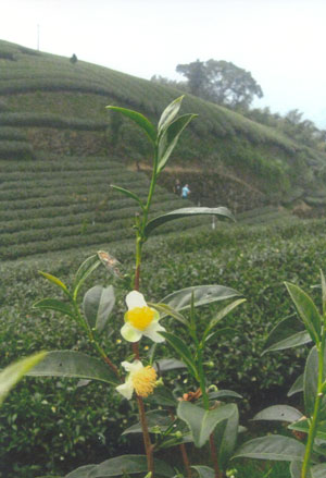 The Wang tea fields on Mei Shan in the Ali Shan District, where Mr. Wang, his father and brother, reset the stones (boulders would be more accurate) after a serious earthquake in 9/21/2000.