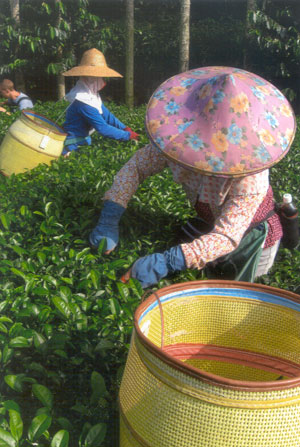 Professional tea pluckers working away in the early morning.