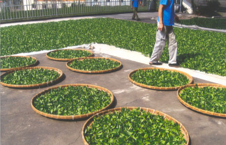 Freshly plucked tea leaves are spread out on Mr. Wang's withering platform...his leaves on sheets and the TOST members' tea leaves on 5' wide bamboo trays. We worked 16 hrs. to make our Jade Oolong. After we departed our stations, Mr. Wang worked on into the night to roll our tea leaves into crinkly balls.