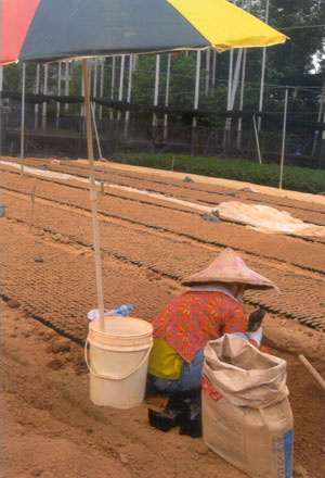 Tea nursery - this woman is packing special soil into paper pots.