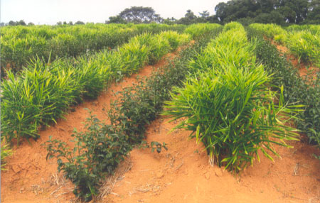 Growing ginger between the rows of juvenile tea bushes.